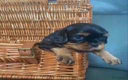 Cavalier King Charles Spaniel dogs for sale: KC, Health Tested Cavalier King Charles Spaniels  - Image 3