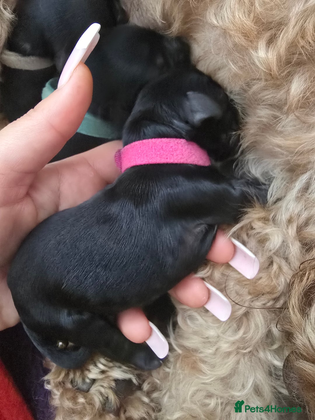 Cockapoo dogs for sale: American Cockapoo Puppies - Image 12