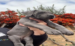 Cane Corso dogs for sale: Cane corso puppies 9 weeks old - Image 11
