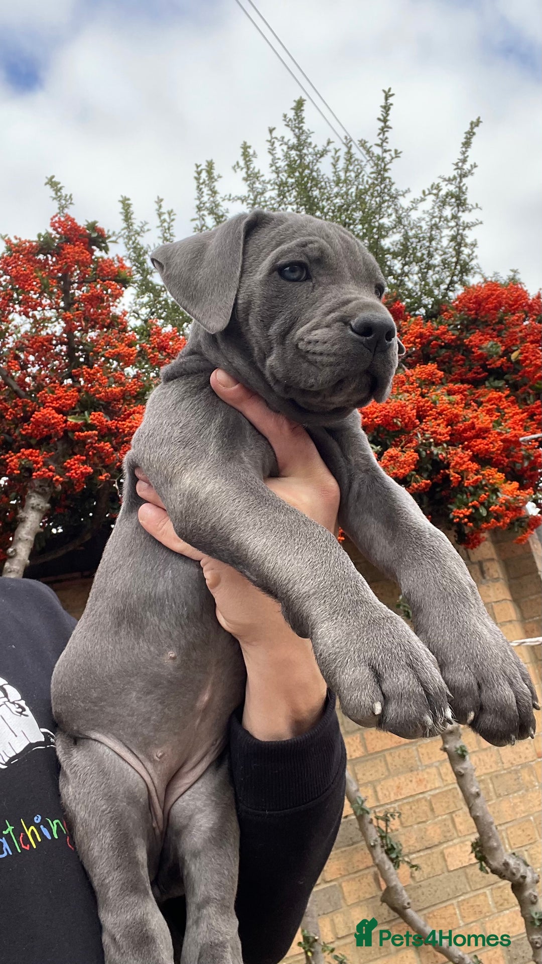 Cane Corso dogs for sale: Cane corso puppies 9 weeks old - Image 11