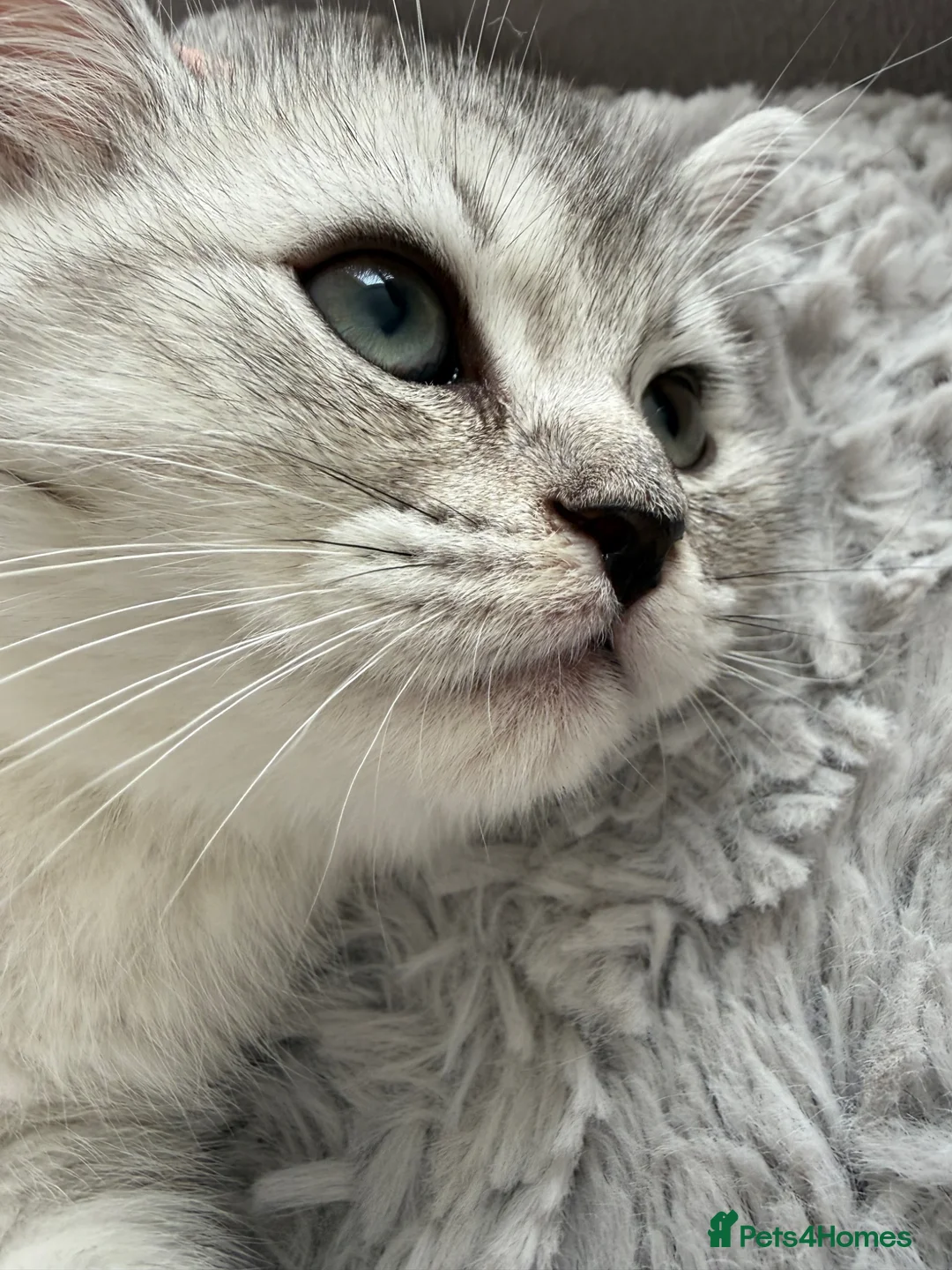 Ragdoll cats for sale: Lovely Ragdoll looking for lovely family - Advert 2