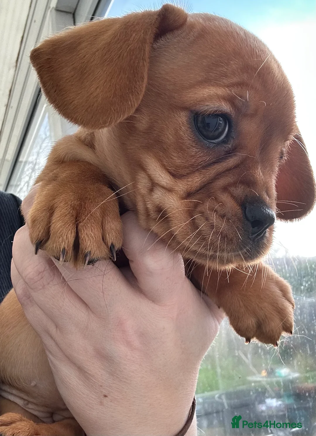 Mixed Breed dogs for sale: frenchel pups READY TO LEAVE - Advert 13