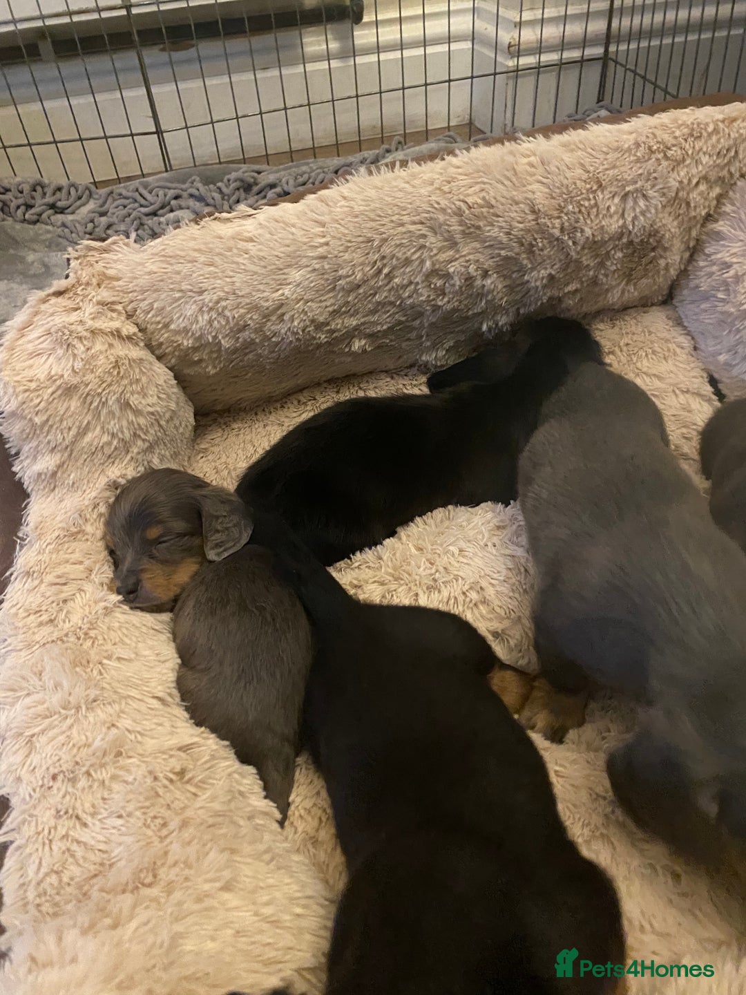Miniature Dachshund dogs for sale: Longhaired miniature dachshund  - Image 14