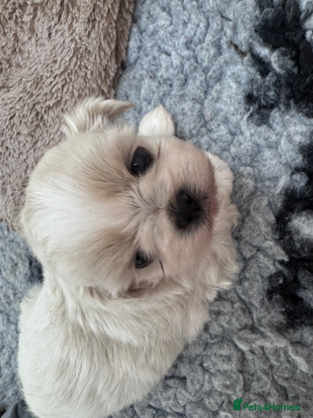 Shih Tzu dogs for sale: Creams shihtzus 5* puppies  - Image 6