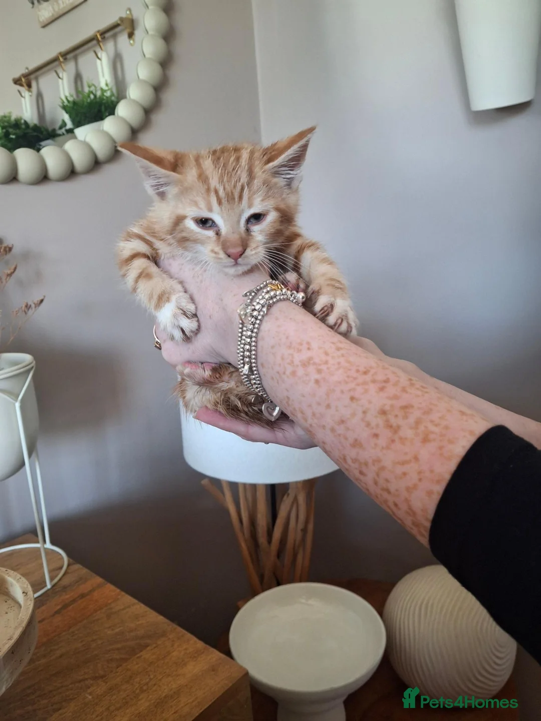 Mixed Breed cats for sale: Four little kittens  - Advert 8