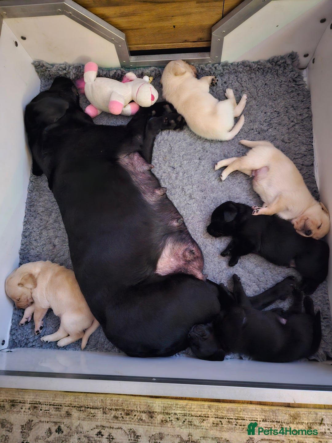 Labrador Retriever dogs for sale: 🐾 Labrador Puppies – Ready Early January 🐾 - Advert 26