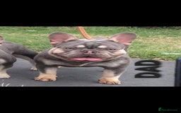 French Bulldog dogs for sale: 🐾 Girl French Bulldog [15 Weeks Old] 🐾  - Image 6
