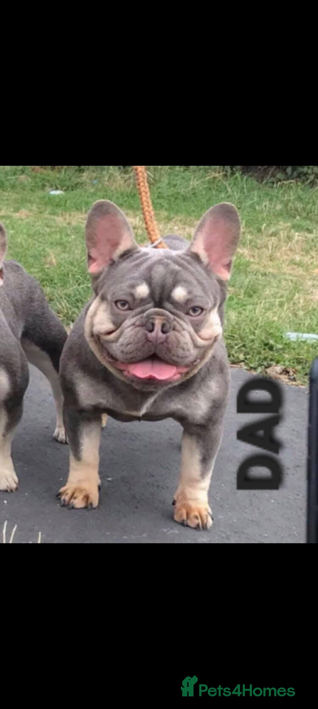 French Bulldog dogs for sale: 🐾 Girl French Bulldog [15 Weeks Old] 🐾  - Image 6