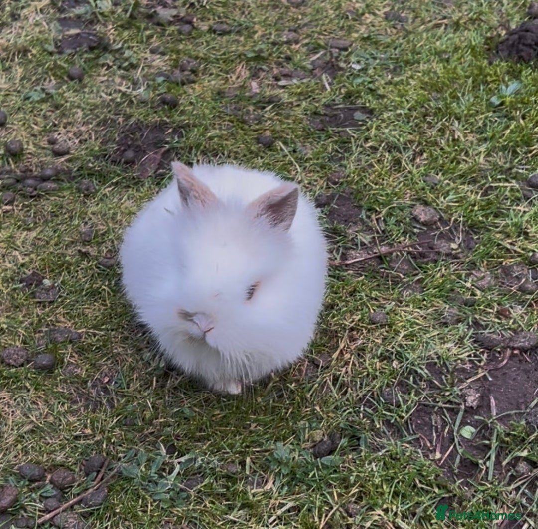 Mini Lion Lop rabbits for sale: Rabbit  - Advert 2