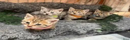 Mixed Breed cats for sale: Beautiful Bengal X kittens for sale  - Advert 1