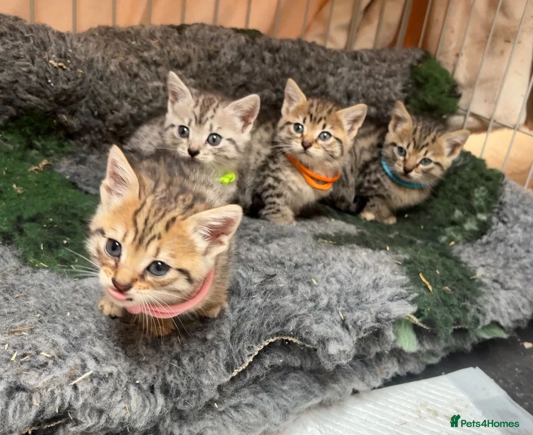 Mixed Breed cats for sale: Beautiful Bengal X kittens for sale  - Advert 1