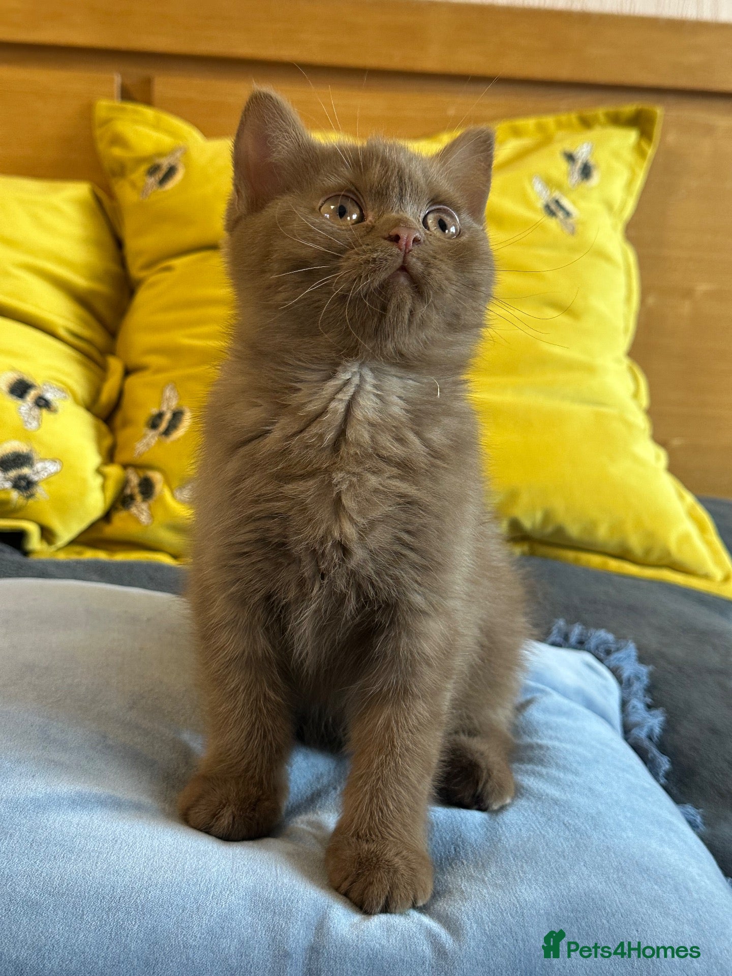 British Shorthair cats Champion British shorthair kittens very rare  - Advert 11