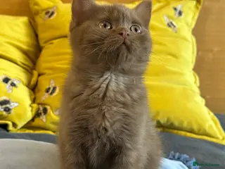 British Shorthair cats Champion British shorthair kittens very rare - Advert 11
