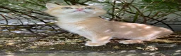 British Shorthair cats for sale: Golden, Golden Colourpoint & Silver Tipped - Advert 10