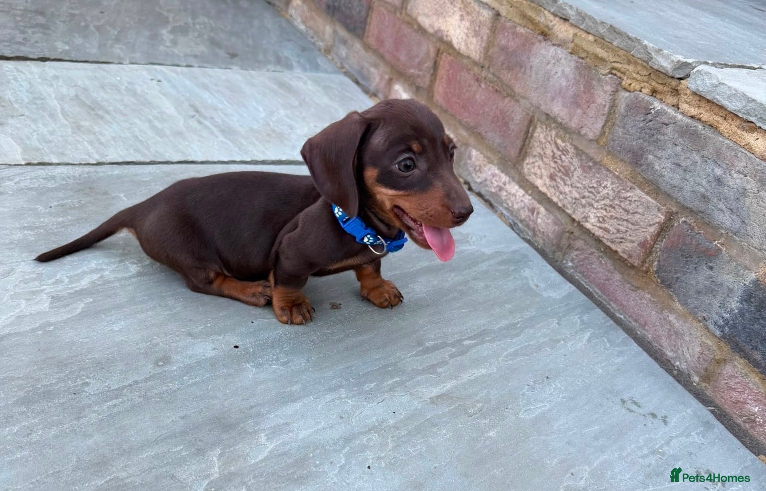 Dachshund dogs Outstanding miniature chocolate and tan puppies - Advert 2