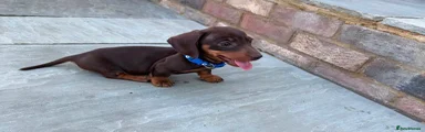 Dachshund 1