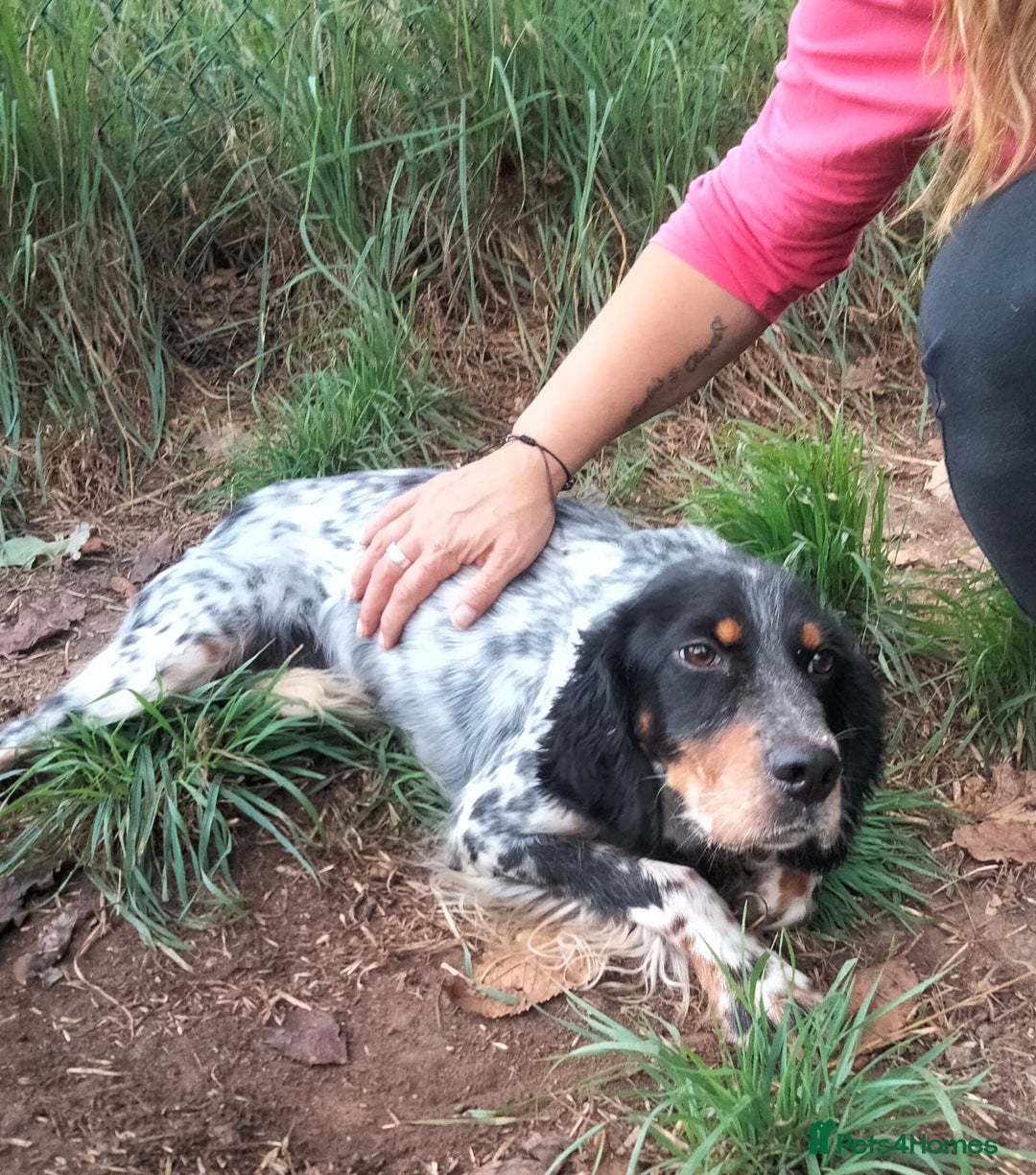 English Setter dogs for adoption: Olaf  - Image 4