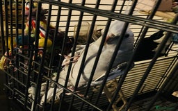 Cockatiels birds for sale: Male white face cockatiel with cage and accessorie - Image 3