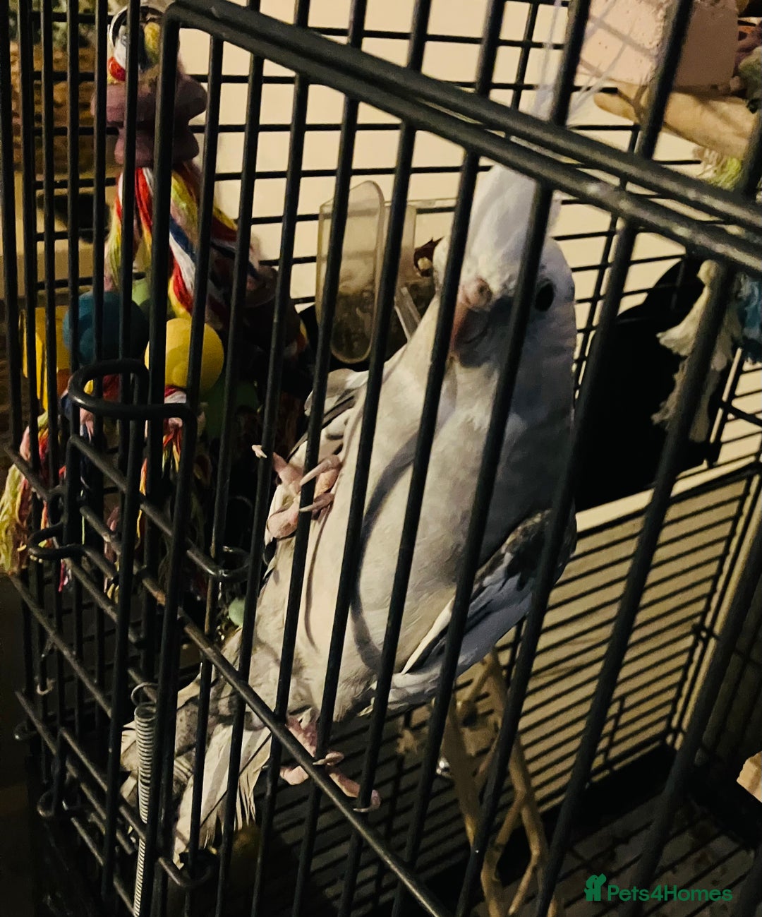 Cockatiels birds for sale: Male white face cockatiel with cage and accessorie - Image 3