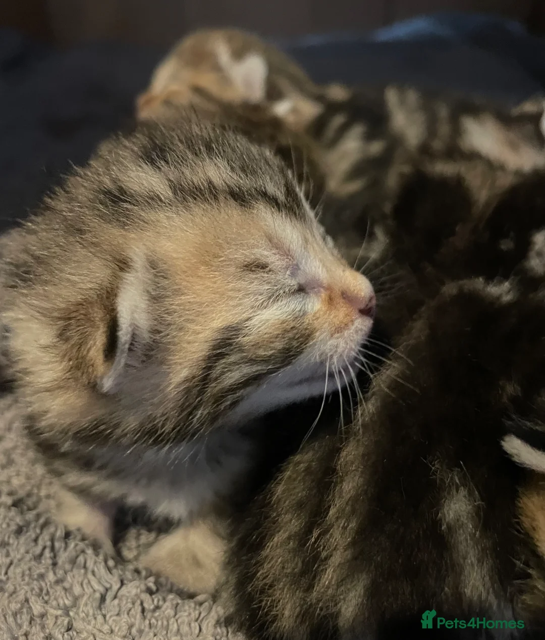 Bengal cats for sale: Stunning Racing Striped 3/4 Bengal Kittens! - Advert 14