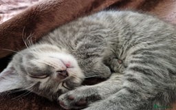 Mixed Breed cats for sale: 4 Beautiful kittens ready for loving home  ♥️ - Image 11