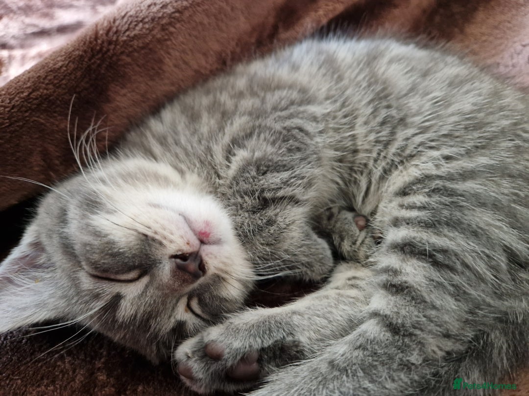 Mixed Breed cats for sale: 4 Beautiful kittens ready for loving home  ♥️ - Image 11