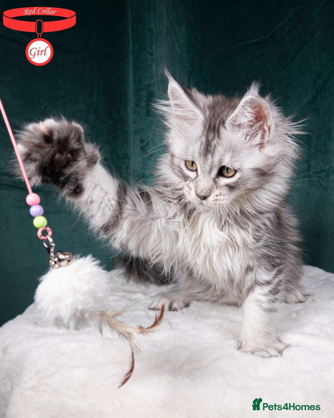 Maine Coon cats for sale: XL PEDIGREE TICA REGISTERED MAINE COON KITTENS - Advert 24