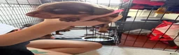 Dachshund dogs for sale: 5 beautiful pups - Advert 27