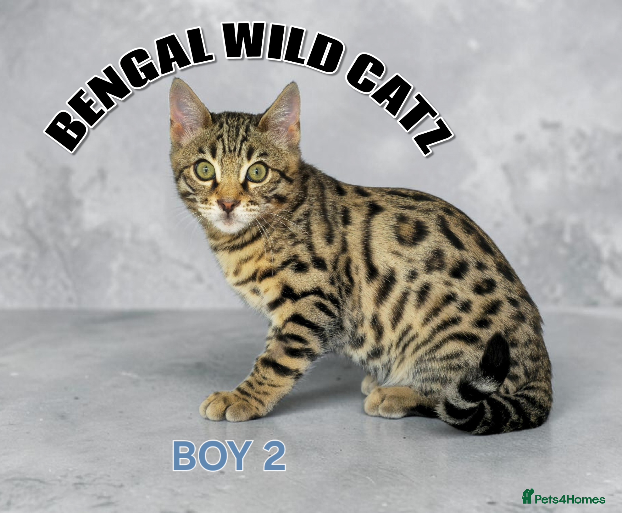 Bengal cats for sale: 4 bengal boys ready to leave now - Advert 11