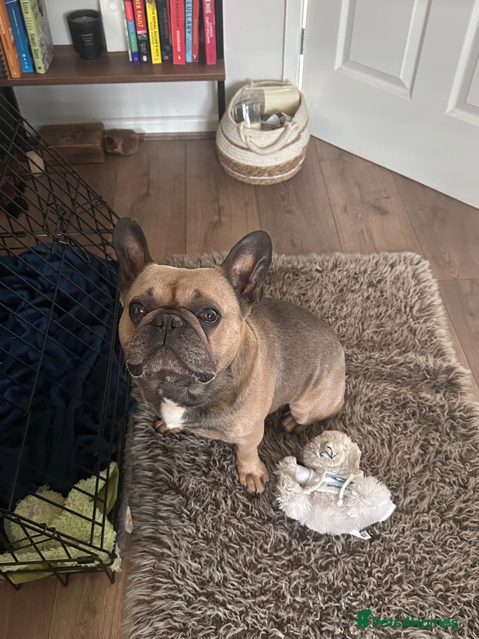 French Bulldog dogs 6 year old boy to be rehomed. - Advert 1