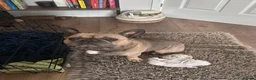 French Bulldog dogs for sale: 6 year old boy to be rehomed. in Tipton - Advert 1