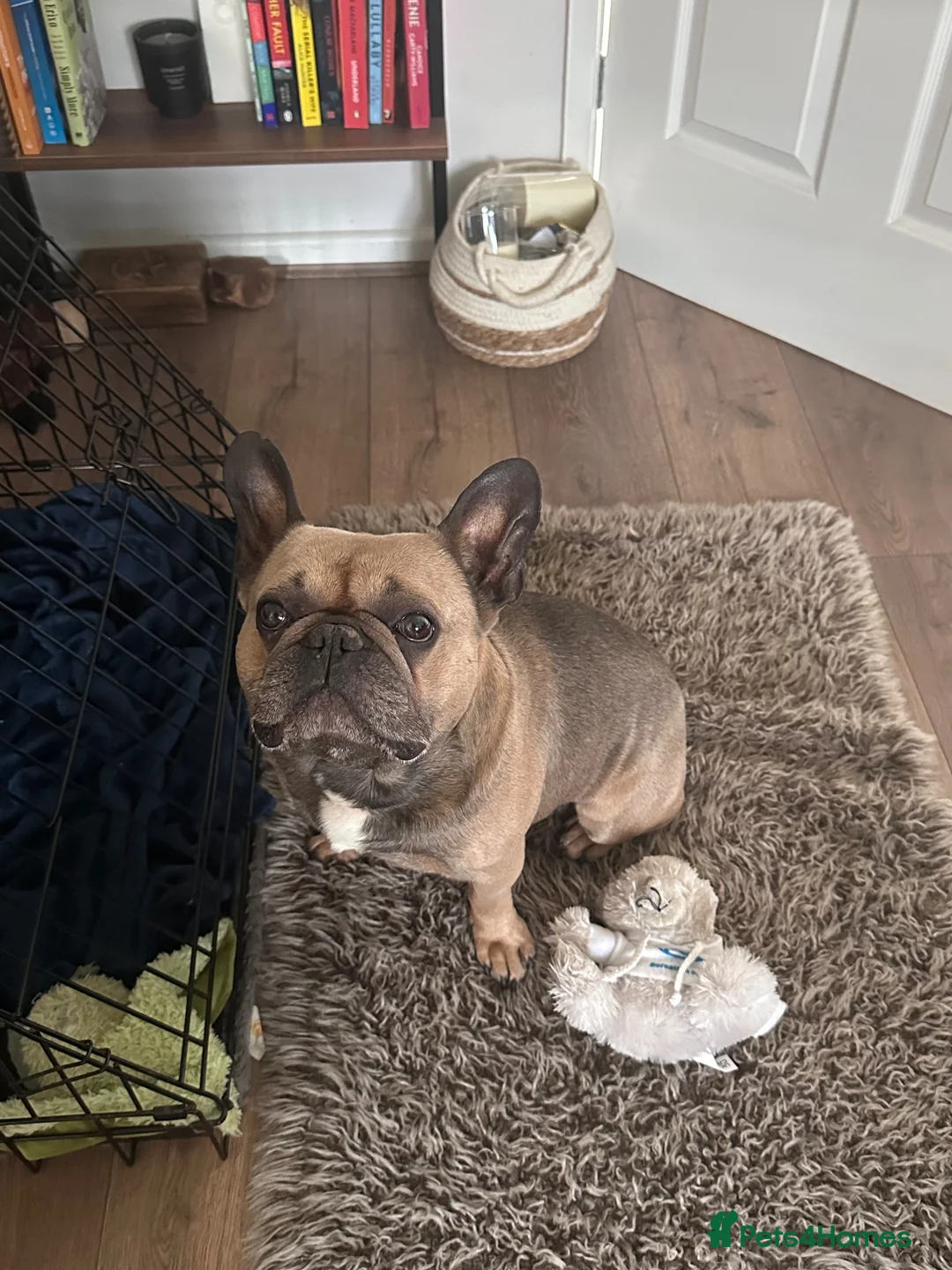 French Bulldog dogs for sale: 6 year old boy to be rehomed. in Tipton - Advert 1