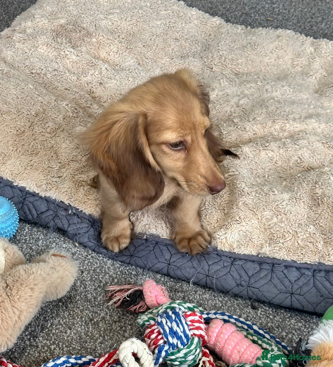 Miniature Dachshund dogs for sale: Gorgeous shaded cream boy and girl - Image 15