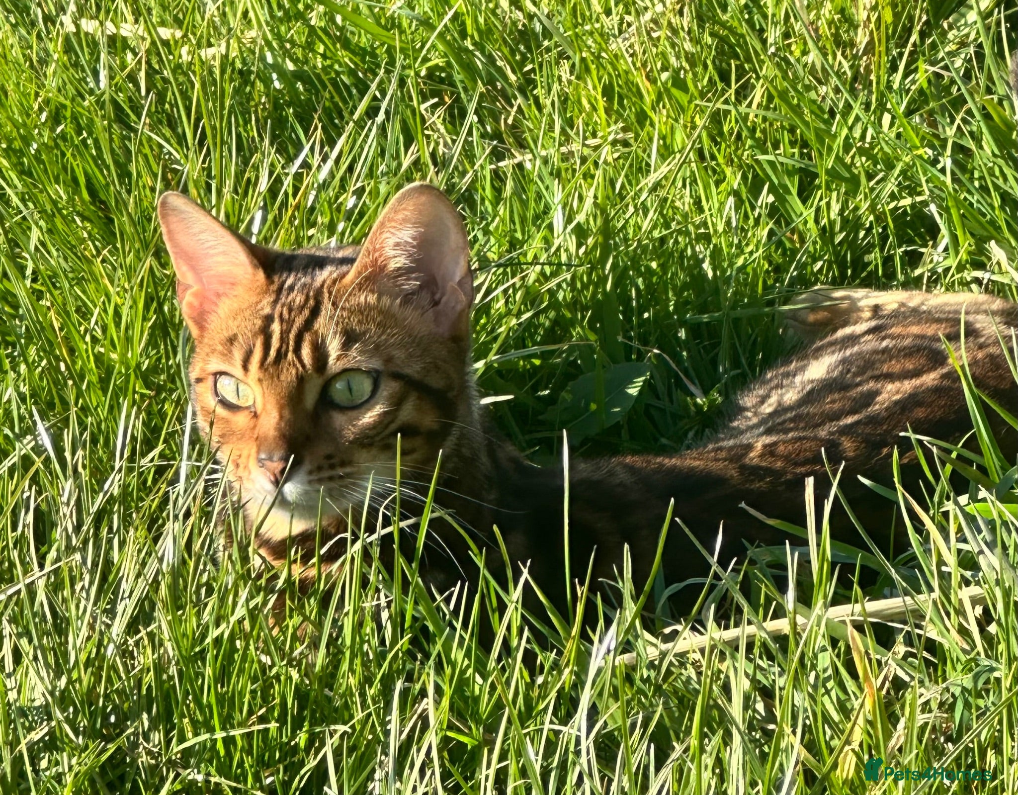 Bengal cats Exceptional Bengal Heritage Kittens - Advert 1