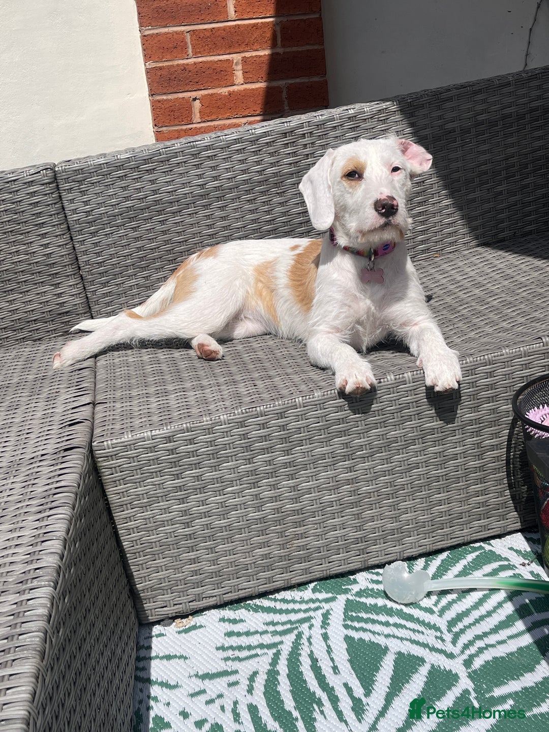 Mixed Breed dogs for sale:  2-Year-Old Female Beagle x Terrier - Advert 3