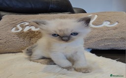 Ragdoll cats for sale: Stunning ragdoll kittens  - Advert 7