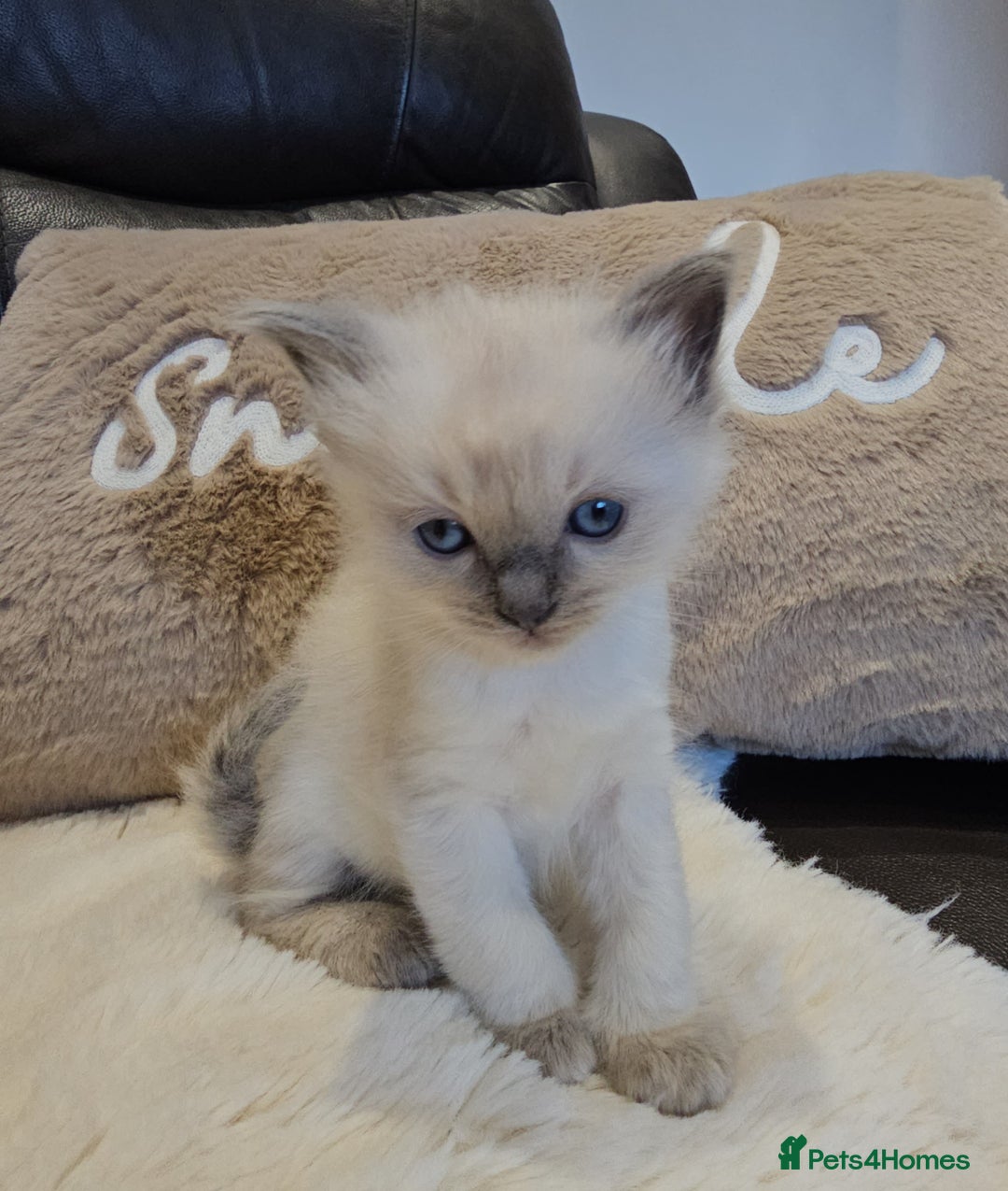 Ragdoll cats for sale: Stunning ragdoll kittens  - Advert 7