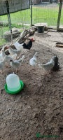 Chickens poultry - Advert 7