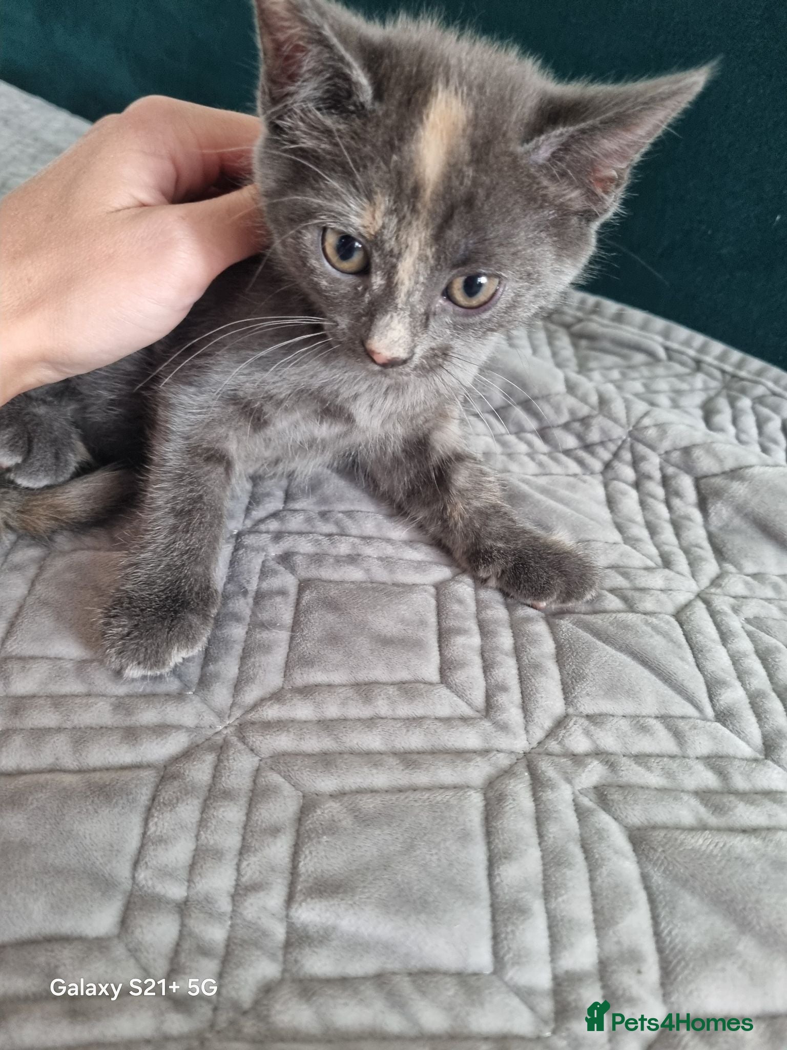 British Longhair cats Kittens for sale - Advert 1