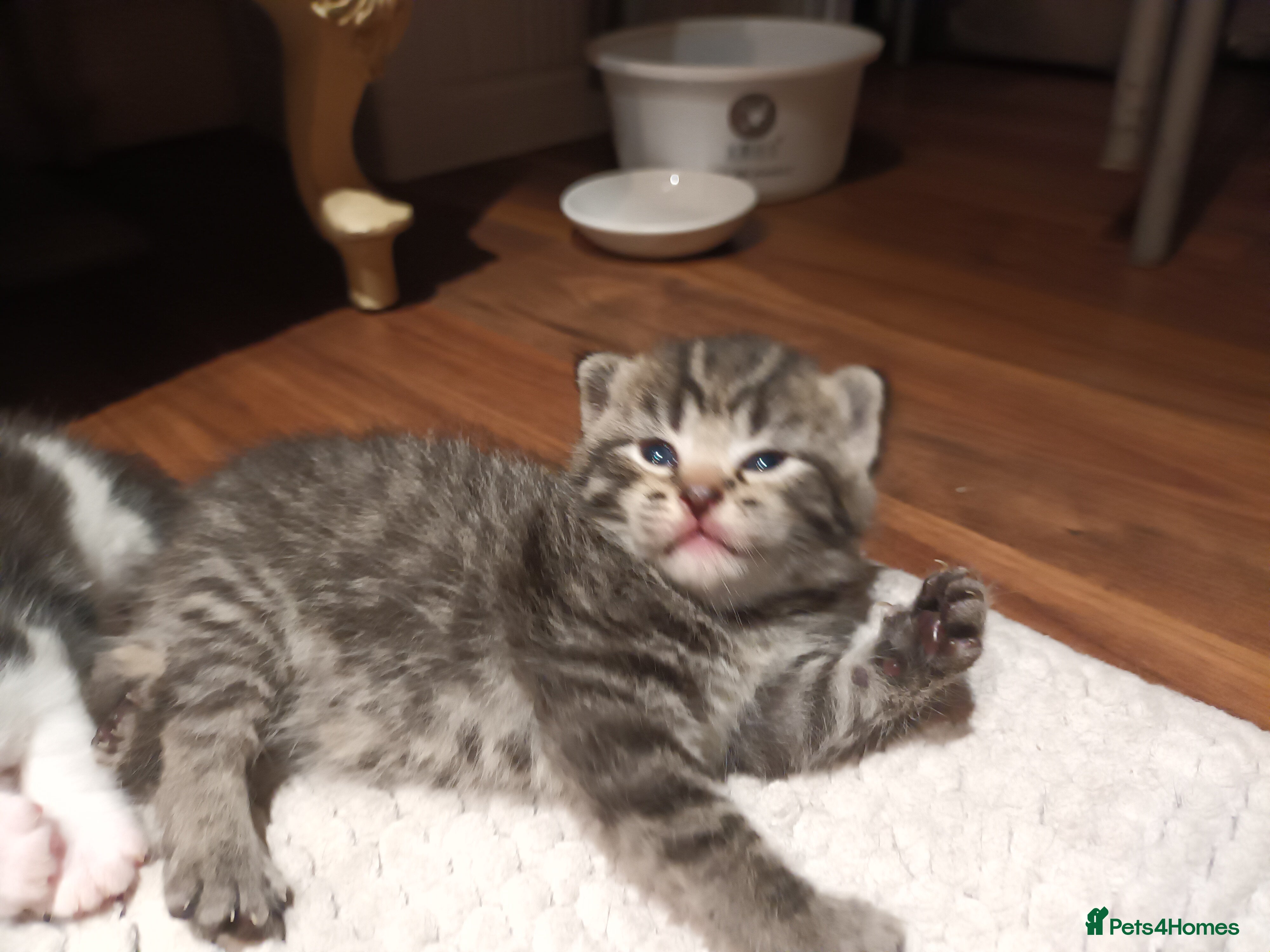 Mixed Breed cats 7 little kittens looking for new home. - Advert 8