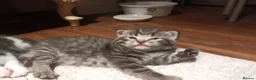 Mixed Breed cats for sale: 7 little kittens looking for new home. - Advert 1