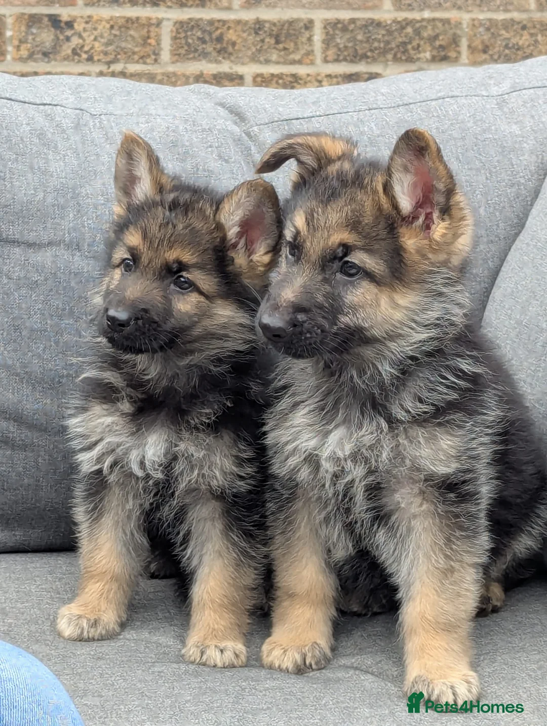 German Shepherd dogs for sale: Top quality german shepherd puppies - Advert 1