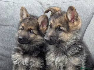 German Shepherd dogs Top quality german shepherd puppies - Advert 1