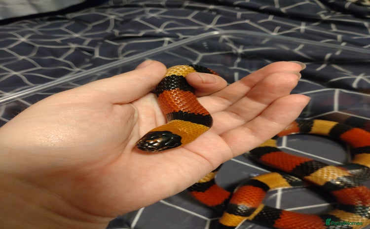 Milk Snake reptiles - Advert 4