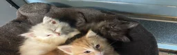 Persian cats for sale: 9 week old black kitten  - Advert 5