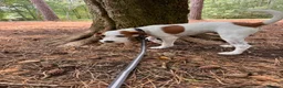 Jack Russell dogs for sale: Beautiful parsons Jack Russell male  in Polegate - Advert 5