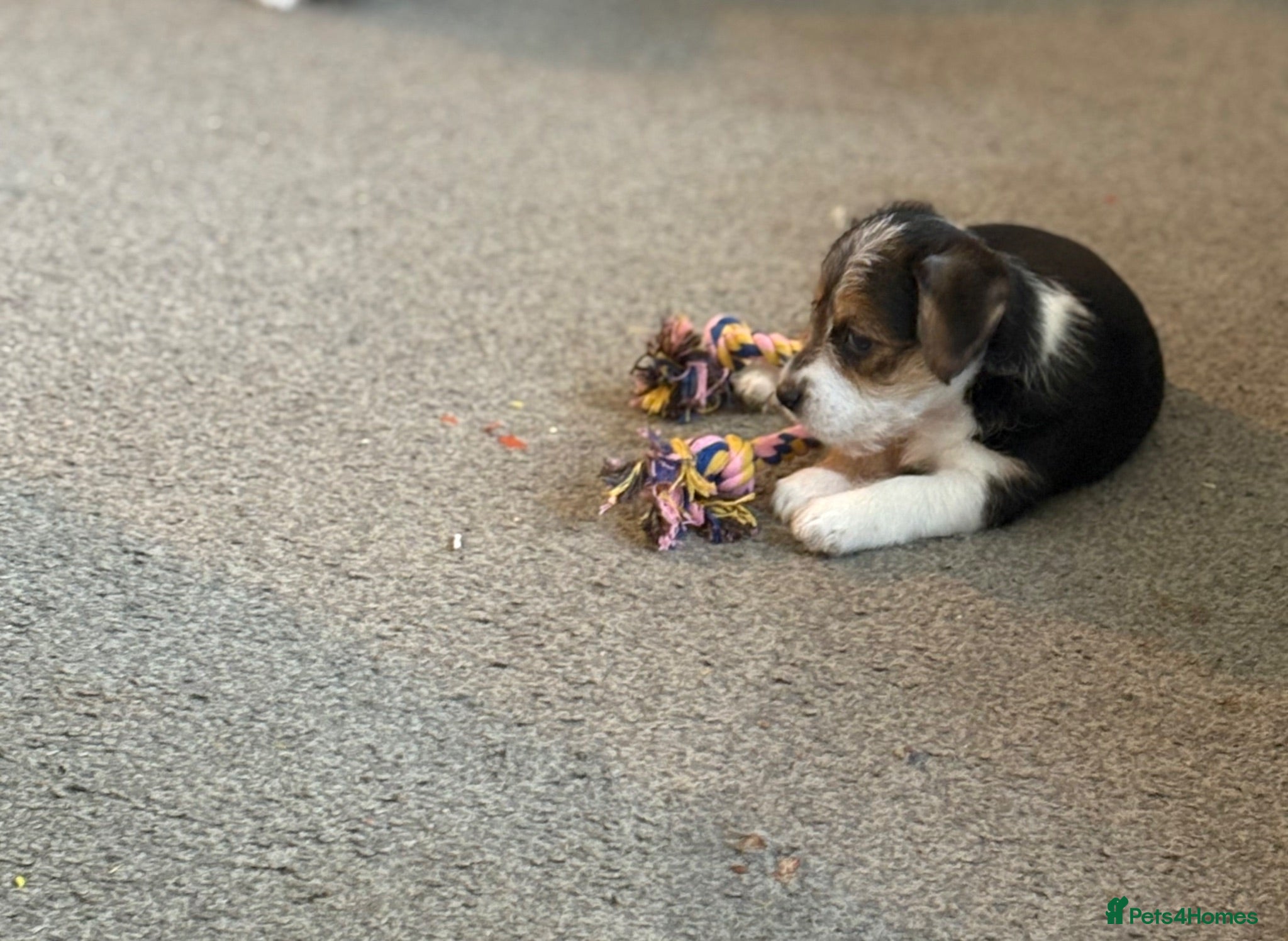 Mixed Breed dogs Jack Russell x puppies for sale  - Advert 2