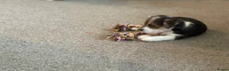 Mixed Breed dogs for sale: Jack Russell x puppies for sale  - Advert 2