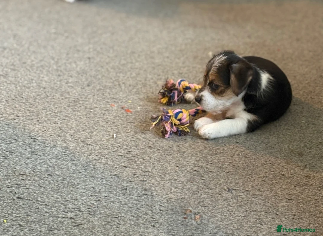 Mixed Breed dogs for sale: Jack Russell x puppies for sale  - Advert 2