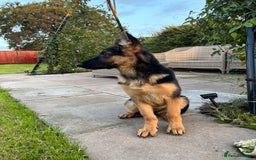 German Shepherd dogs for sale: Nova, German Shepherd Bitch. - Image 5